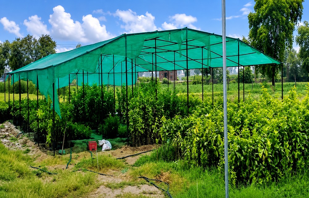 Agro Forestry Netting Plants Area
