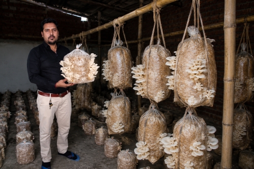 Mushroom Farming